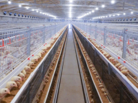 Lắp đặt hệ thống lồng gà tại Thừa Thiên Huế