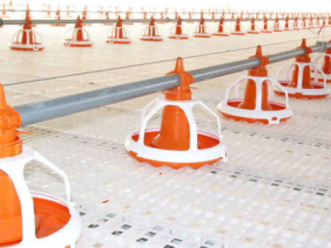 Cung cấp thiết bị gà thịt cho Công ty TNHH CJ VINA AGRI- CN Bình Dương