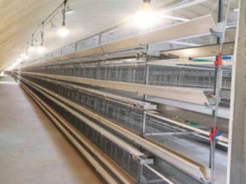 Lắp đặt hệ thống lồng gà tại Thừa Thiên Huế