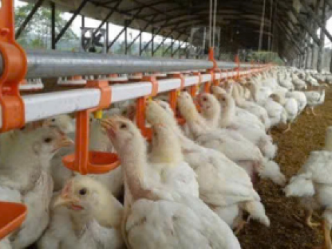 Dự án trang trại gà thịt cho công ty TNHH chăn nuôi Trường Phát - Tây Ninh