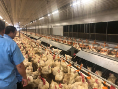 Dự án 12 chuồng gà bố mẹ của công ty 3F Việt