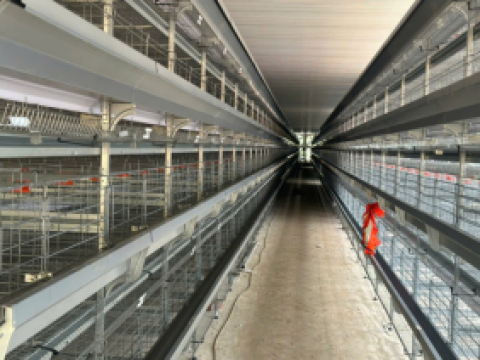 Lắp đặt hệ thống lồng gà tại Thừa Thiên Huế