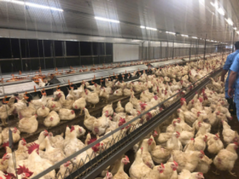 Dự án 12 chuồng gà bố mẹ của công ty 3F Việt