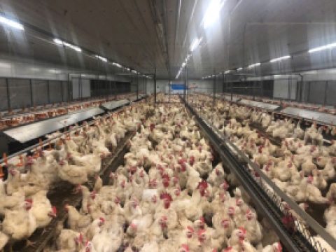 Dự án 12 chuồng gà bố mẹ của công ty 3F Việt