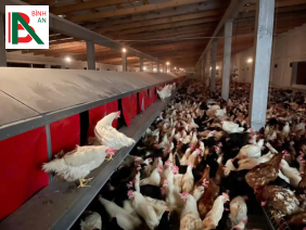 Lắp đặt thiết bị chăn nuôi cho 12 nhà nuôi gà tỉnh Bình Phước