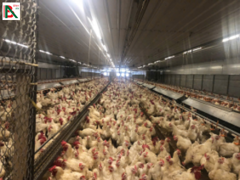 Dự án 12 chuồng gà bố mẹ của công ty 3F Việt