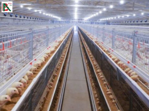 Lắp đặt hệ thống lồng gà tại Thừa Thiên Huế