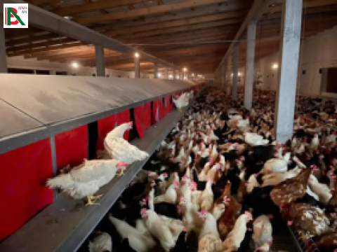 Lắp đặt thiết bị chăn nuôi cho 12 nhà nuôi gà tỉnh Bình Phước