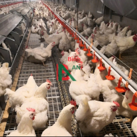 Hệ thống cho gà giống và gà bố mẹ