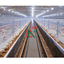 Hệ thống gà vịt trên lồng