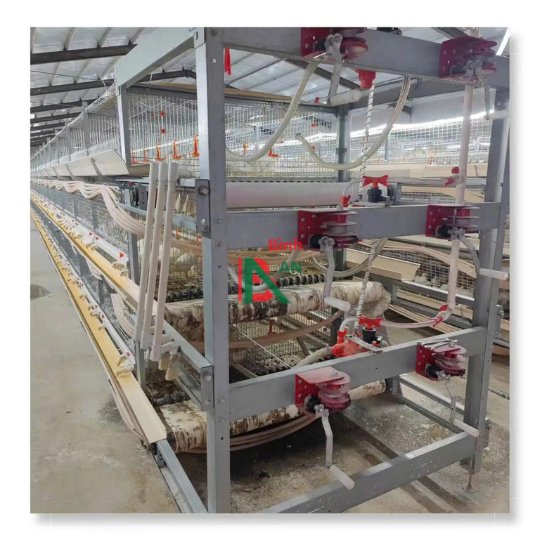 Hệ thống gà vịt trên lồng