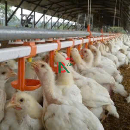 Thiết bị cho trại gà thịt